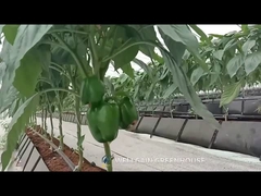 Ökonomisches Gewächshaus in einem Tunnel mit Bodenlosen Anbausystem