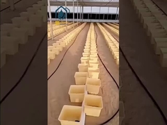 Καλλιέργεια υδροπονικού ολλανδικού κουβά 11 λίτρα τετραγωνικό ολλανδικό βαρέλι υδροπονικό σύστημα