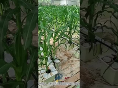 Lebensmittelqualität PP Hydroponisches Pflanzensystem 11L Niederländisches Eimersystem für den Anbau von Gemüse