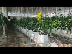 Landwirtschaftliche Substratpflanzung Rinnen Stahl groß angelegtes hydroponisches Pflanzsystem