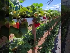 Innenanlagen für Erdbeerzucht Gewächshäuser PVC Hydroponisches Vertikal Anbausystem