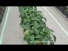 Υδροπονική θερμοκήπιο PP Roll Grow Troughs λαχανικά υποστρώμα Growing Trough