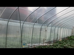 PE PO Φιλμικό τούνελ θερμοκήπιο Εμπορικό Γεωργικό θερμοκήπιο Προσαρμόσιμο
