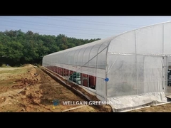 Gewerbliche Tunnel-Gewächshäuser Einfachspannung Kunststofffolie-Gewächshäuser für Gemüse