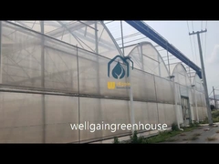 Μεγάλο ολοκληρωμένο αδιάβροχο θερμοκήπιο πολλαπλών διαστάσεων για την καλλιέργεια φυτών ντομάτας