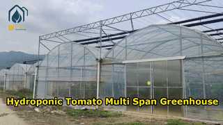 Hydroponic Tomato Agricultural Multi Span Plastic Greenhouse