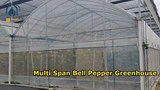 Multi Span Bell Pepper Greenhouse