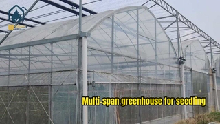 Multi-span greenhouse for seedling