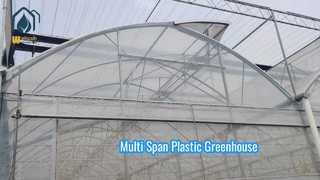 Multi Span Plastic Greenhouse